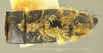 Media type: image;   Entomology 13471 Aspect: abdomen ventral view